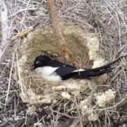 A magpie in her mud house...