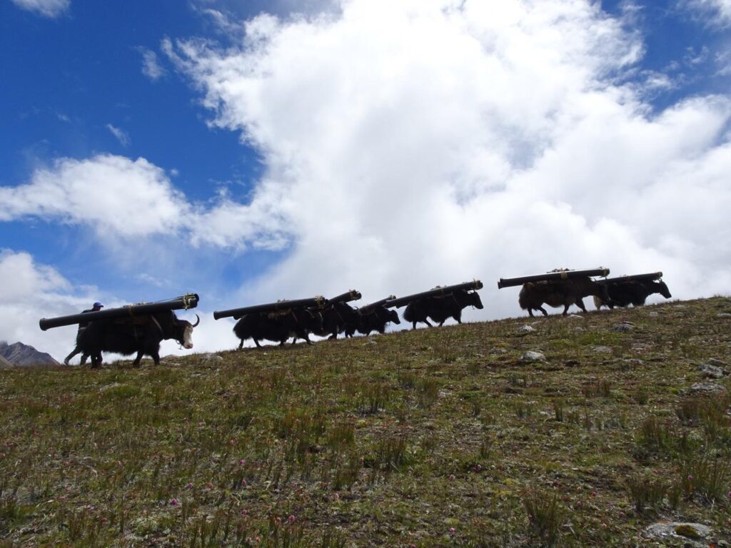 The Yaks had a very unusual load this time… 10 feet long plastic pipes with quick clamp coupling, specially made by Jain Irrigation Systems and trucked to Sikkim from their Maharashtra plant. Round load on round bodies caused a lot of mental and physical agony to the yaks and their drivers.